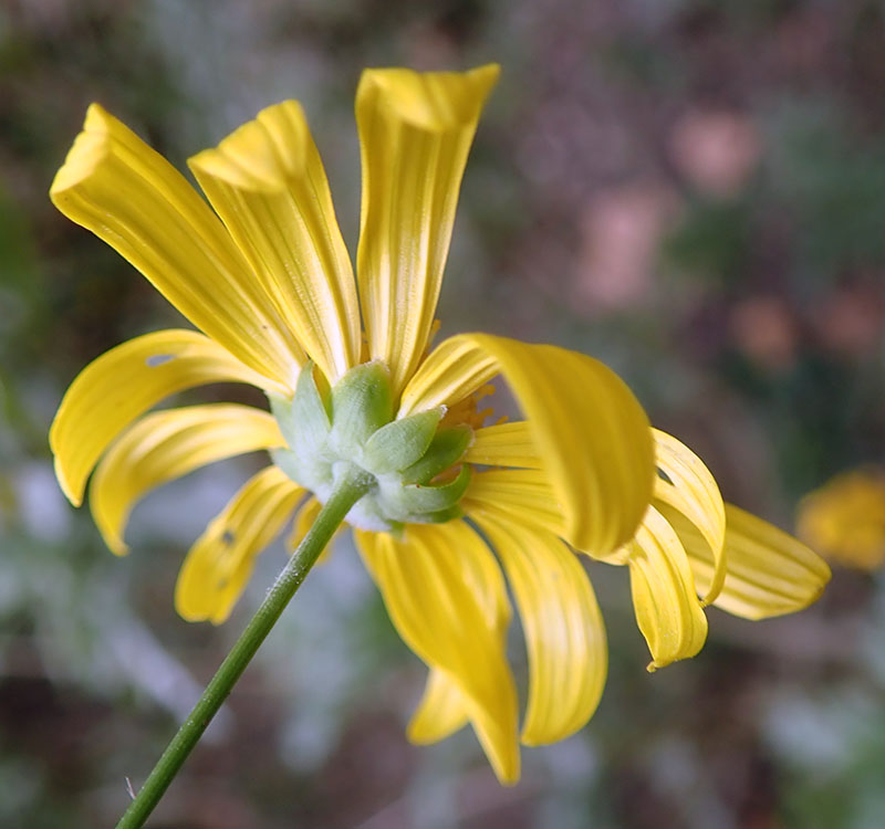 Euryops chrysanthemoides #77036