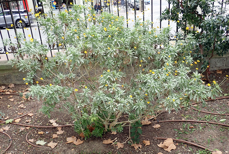 Euryops chrysanthemoides #77033