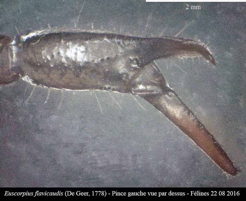Euscorpius flavicaudis (De Geer, 1778) #46671