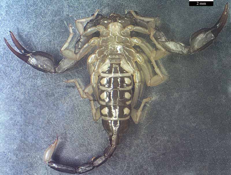 Euscorpius flavicaudis (De Geer, 1778) #46666