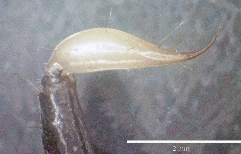 Euscorpius flavicaudis (De Geer, 1778) #46669