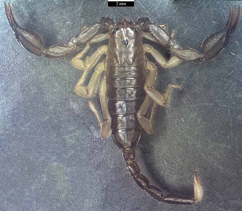 Euscorpius flavicaudis (De Geer, 1778) #46665