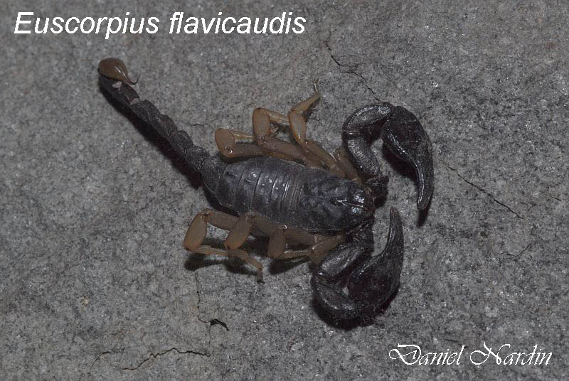 Euscorpius flavicaudis - Scorpion #213