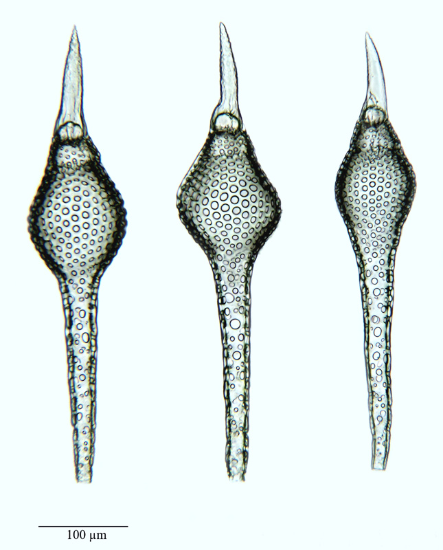 Eusyringium sipho (Ehr.) Haeckel #21101