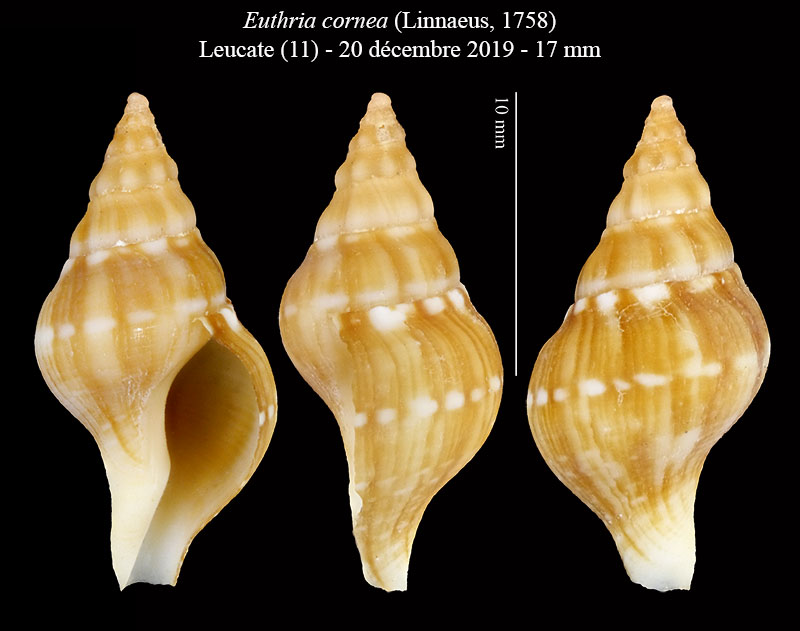 Euthria cornea #63698