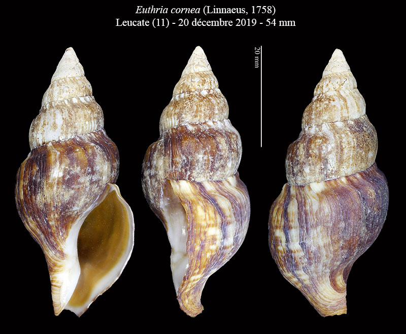 Euthria cornea #63696