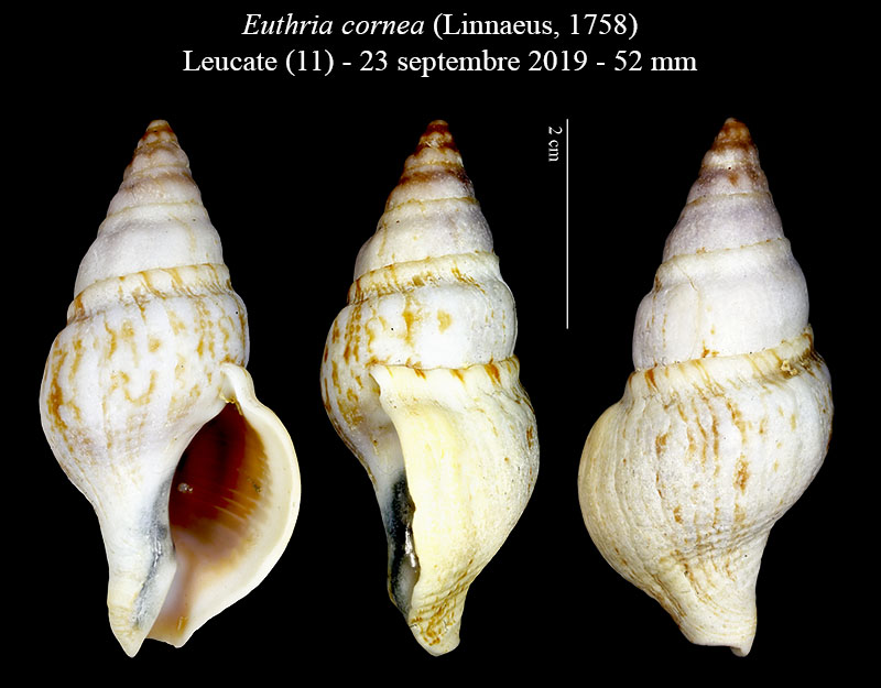 Euthria cornea #60655