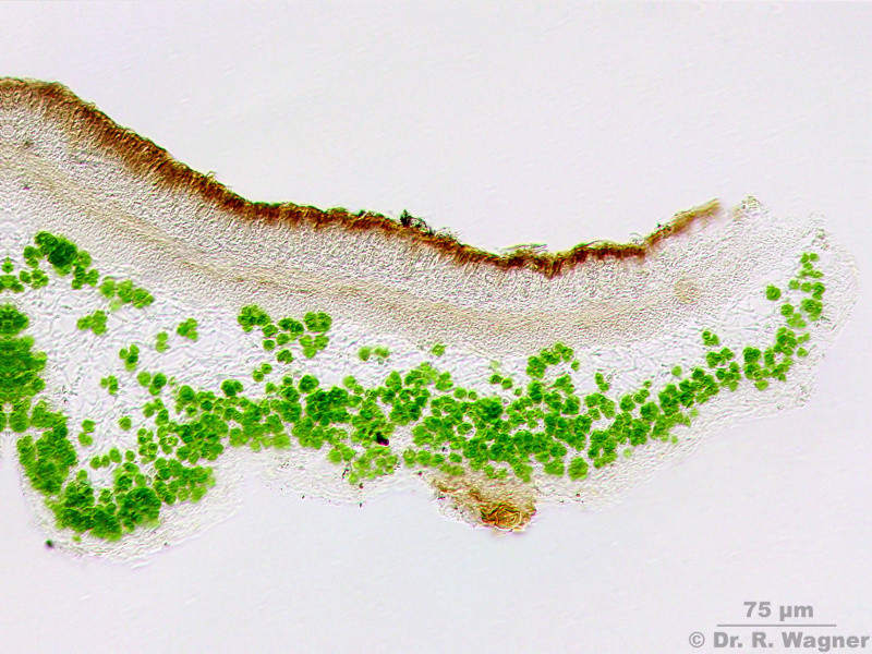 Evernia divaricata #13495
