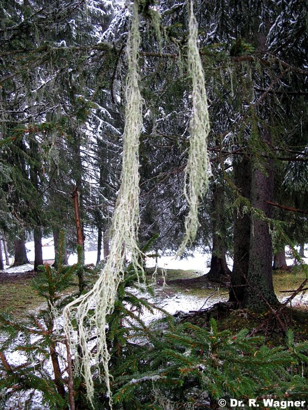 Evernia divaricata #13493
