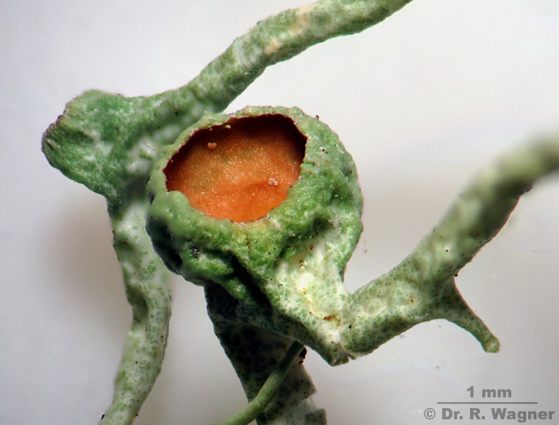 Evernia divaricata #13494