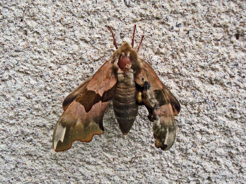 Extension des ailes d un Sphinx du Tilleul #30931