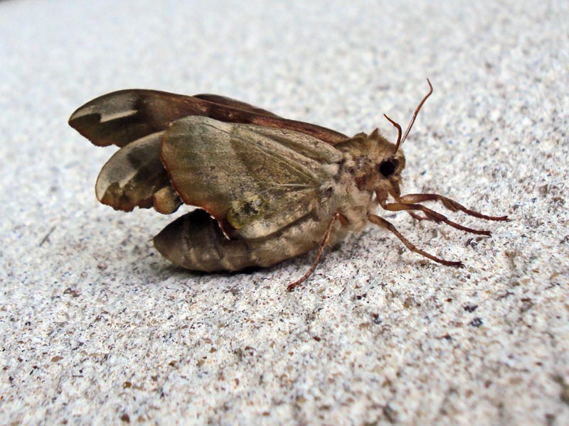 Extension des ailes d un Sphinx du Tilleul #30930