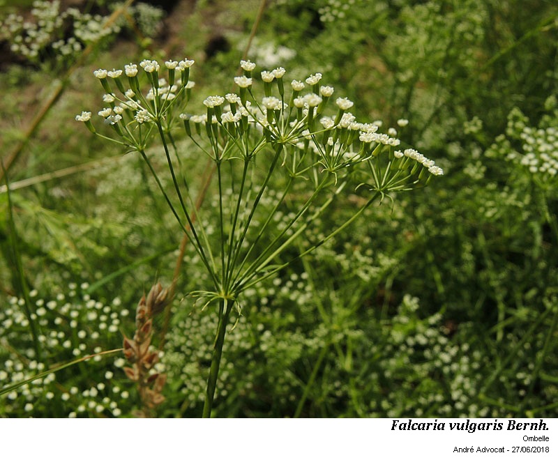 Falcaria vulgaris Bernh. #55338