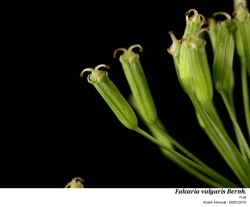 Falcaria vulgaris Bernh. #55339