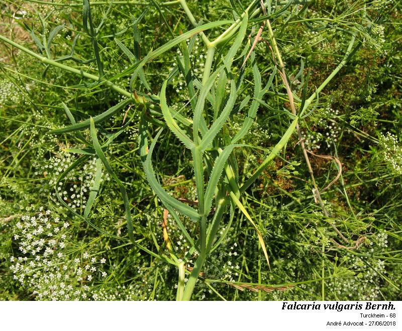 Falcaria vulgaris Bernh. #55340