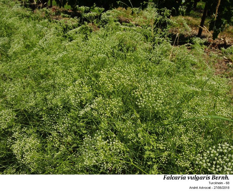 Falcaria vulgaris Bernh. #55337