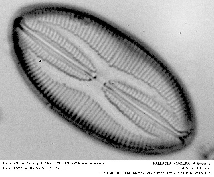 FALLACIA FORCIPATA Gréville #45418