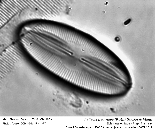 Fallacia pygmaea (Kütz.) Stickle & Mann ex Round et al. 1990 #28342