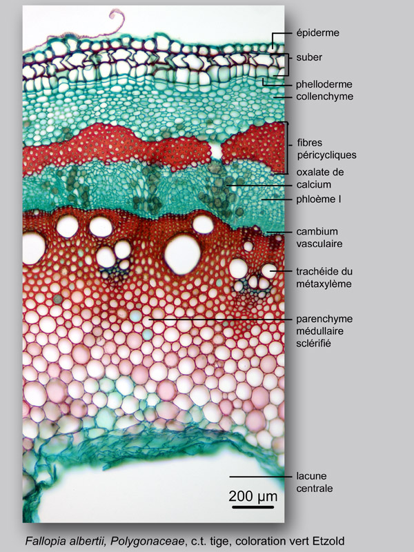 Fallopia aubertii, histologie, histology. #24025