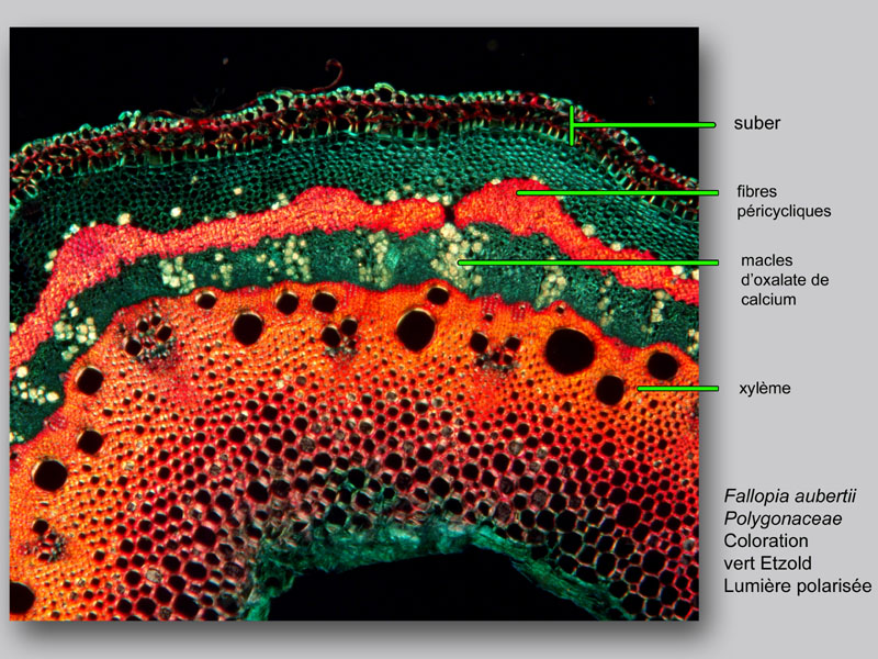 Fallopia aubertii, histologie, histology. #24022