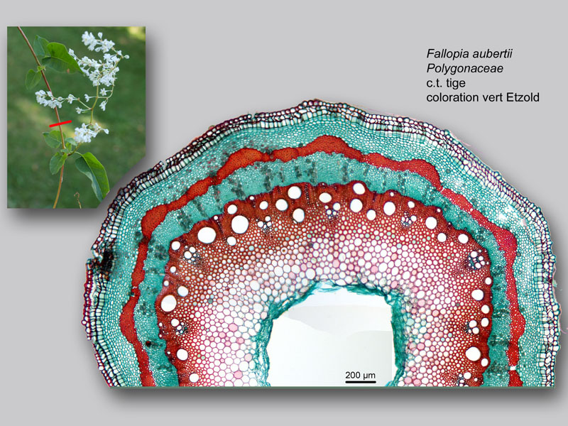 Fallopia aubertii, histologie, histology. #24020
