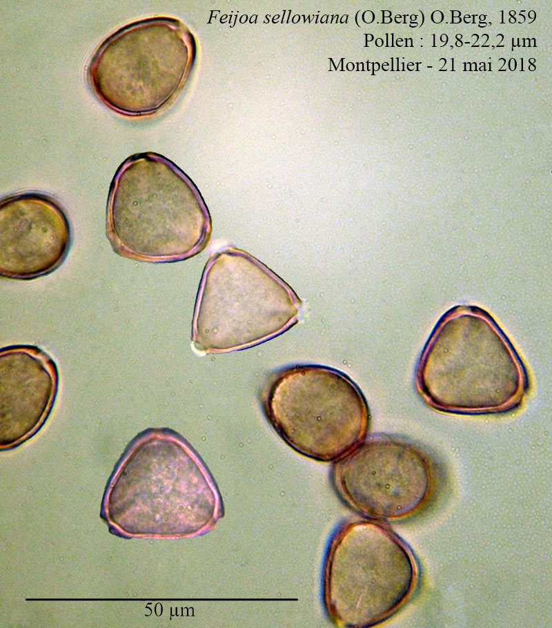 Feijoa sellowiana #54890