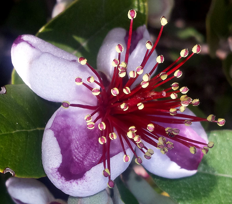 Feijoa sellowiana #54888