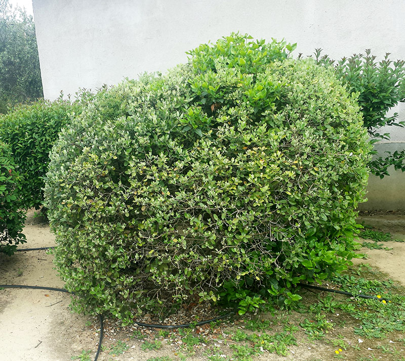 Feijoa sellowiana #54883