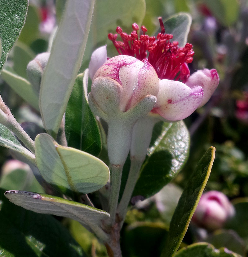 Feijoa sellowiana #54887