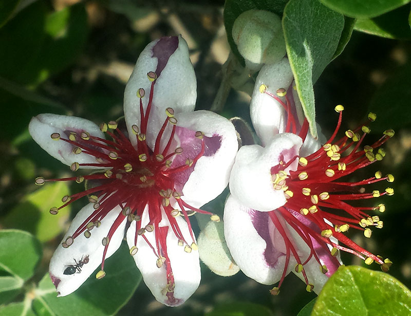 Feijoa sellowiana #54886
