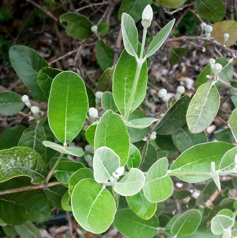 Feijoa sellowiana #54884