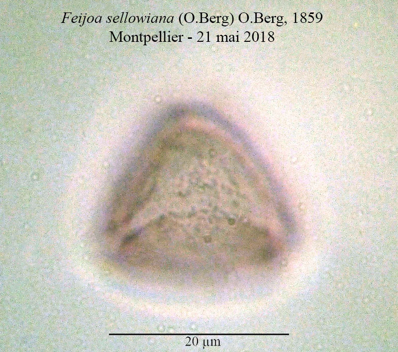 Feijoa sellowiana #54894