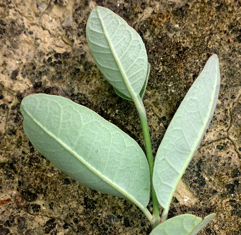 Feijoa sellowiana #54885