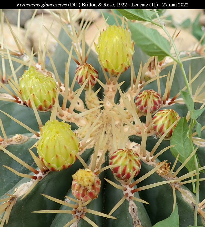 Ferocactus glaucescens #75816