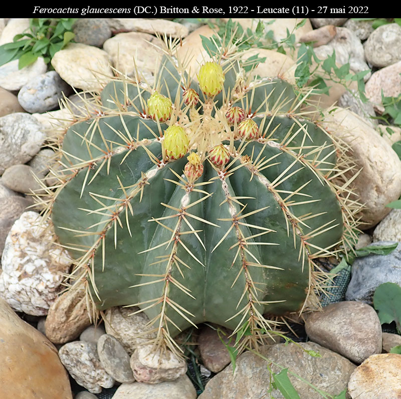 Ferocactus glaucescens #75809