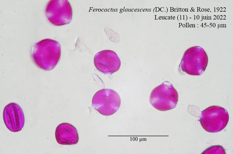 Ferocactus glaucescens #75813