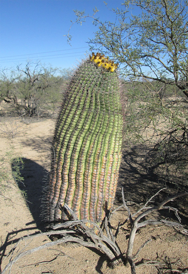 Ferocactus wislizeni #65806
