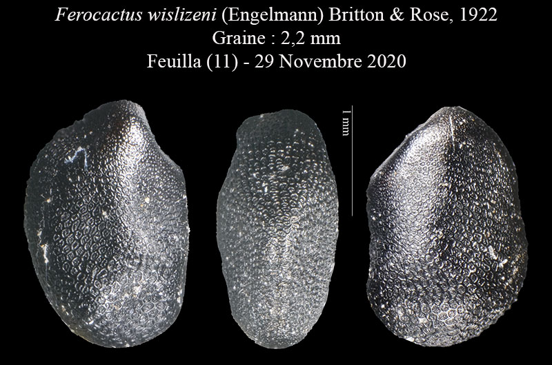 Ferocactus wislizeni #65807