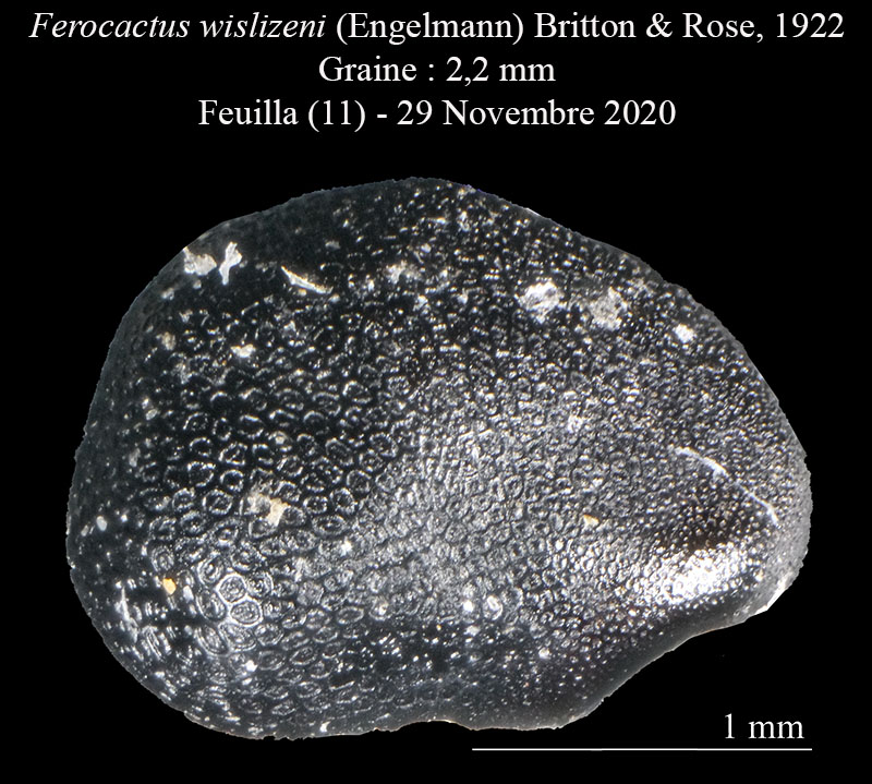 Ferocactus wislizeni #65808