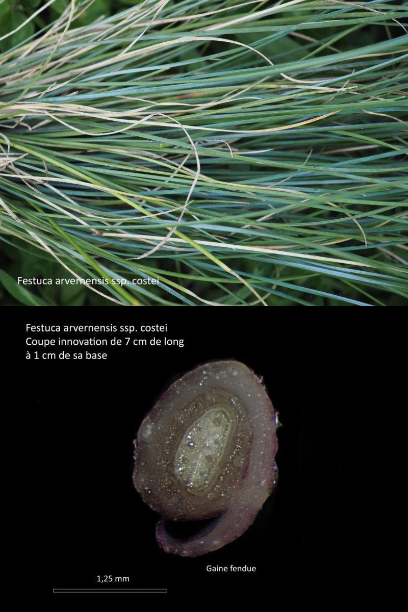 Festuca arvernensis  subsp. costei - Auquier #79731