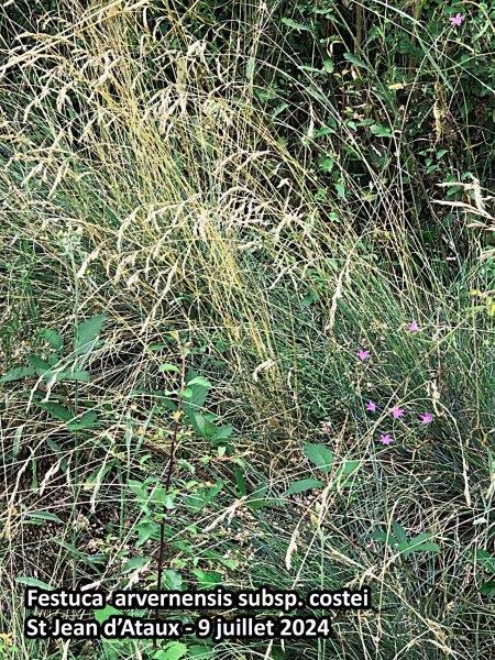 Festuca arvernensis  subsp. costei - Auquier #79729