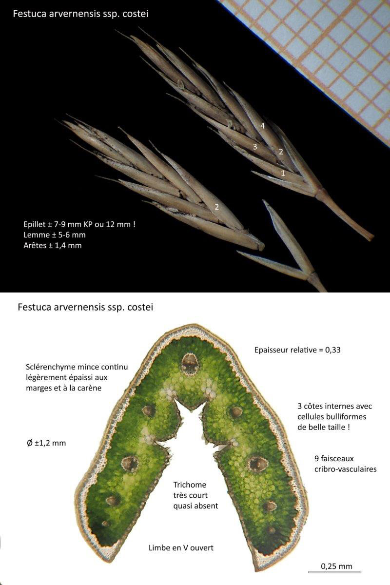 Festuca arvernensis  subsp. costei - Auquier #79733