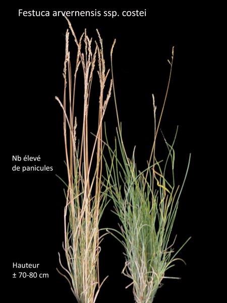 Festuca arvernensis  subsp. costei - Auquier #79730