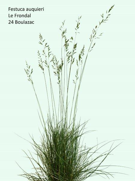 Festuca auquieri Kerguélen #78988