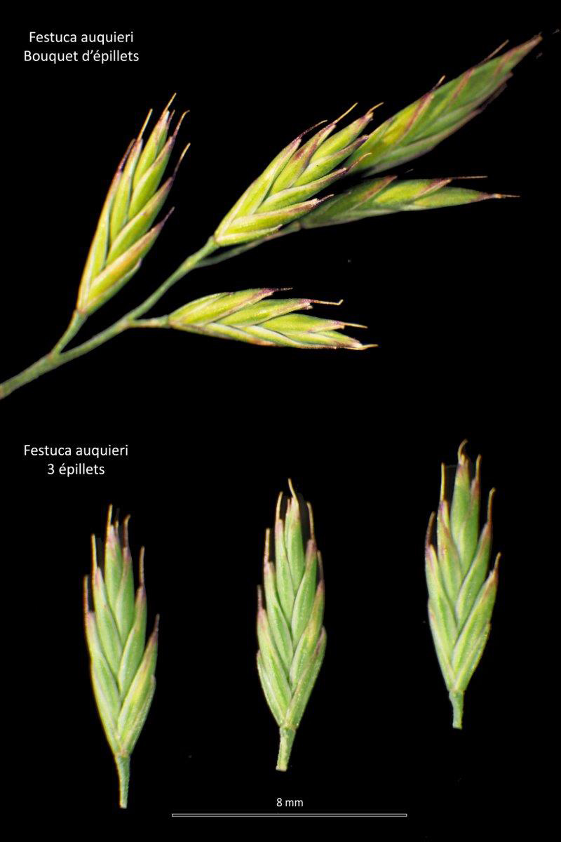 Festuca auquieri Kerguélen #78991
