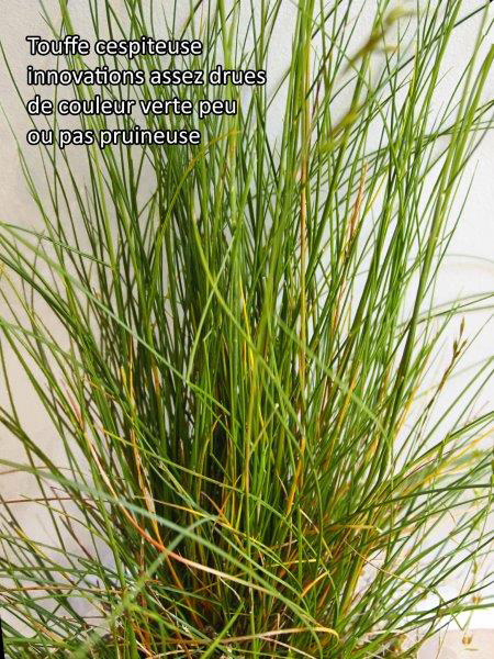 Festuca auquieri Kerguélen #78989