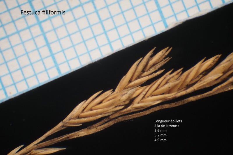 Festuca filiformis Pourr. #79724