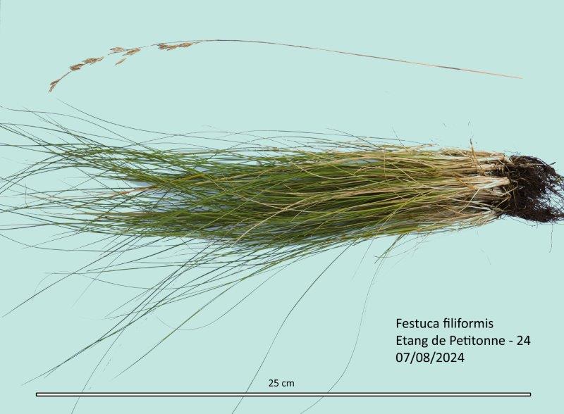 Festuca filiformis Pourr. #79722