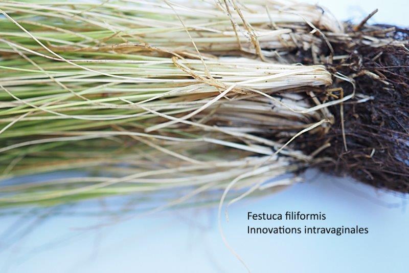 Festuca filiformis Pourr. #79723