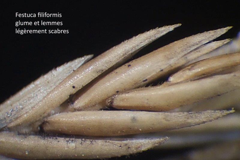 Festuca filiformis Pourr. #79725